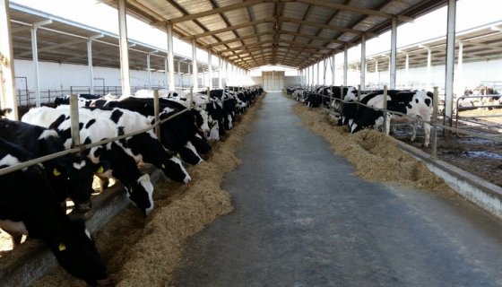 DENİZ HAYVANCILIK - LÜLEBURGAZ